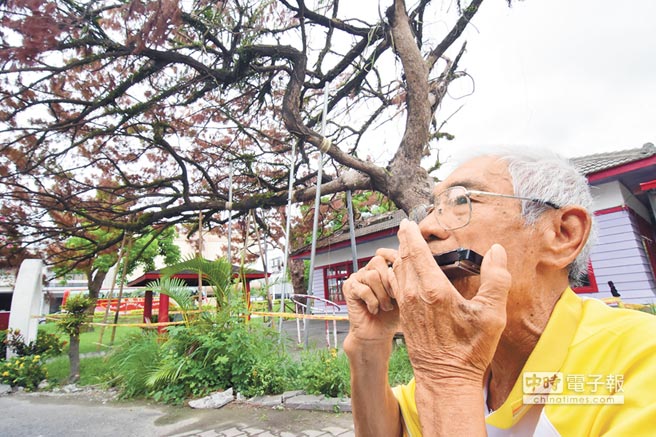 百年松凋萎 院民吹口琴送行