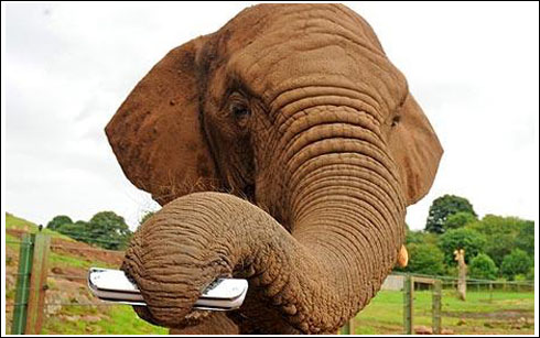 大象自娱迷上吹口琴